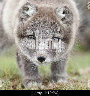 Giocoso Arctic Fox cub Foto Stock