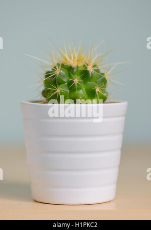 Unico piccolo cactus decorativo in una pentola Foto Stock