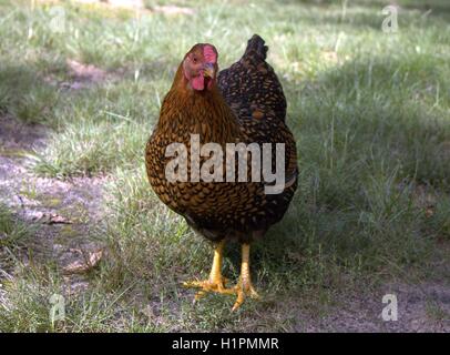 Il merletto d'oro Wyandotte Hen in erba Foto Stock