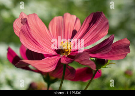 Arancio bruciato Cosmo fiore Foto Stock