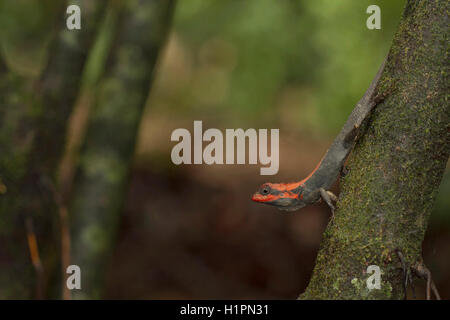 Foresta, CALOTES Calotes rouxii, maschio in allevamento in colore i monsoni, Tadoba Andhari Riserva della Tigre, India Foto Stock