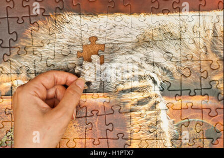 Donna mano completando un puzzle Foto Stock