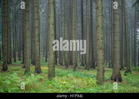Abeti della foresta ad albero sotto la pioggia Foto Stock