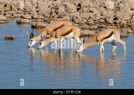 Springbok antilopi (Antidorcas marsupialis) bere a Waterhole, il Parco Nazionale di Etosha, Namibia Foto Stock