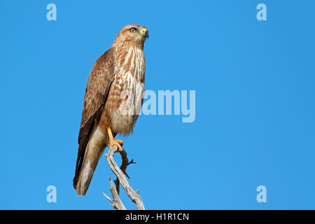 Una steppa poiana (Buteo buteo) appollaiato su un ramo, Sud Africa Foto Stock