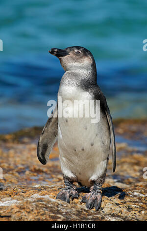 Un giovane africano penguin (Spheniscus demersus) sulle rocce costiere, Western Cape, Sud Africa Foto Stock