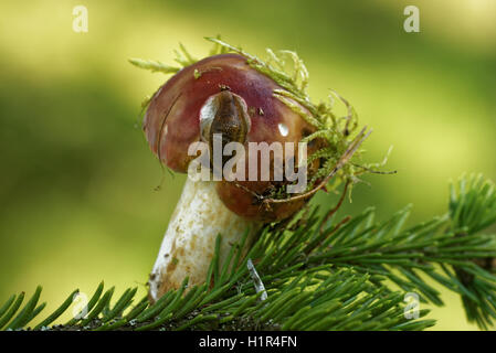 Terra slug alimentazione su un fungo. Foto Stock