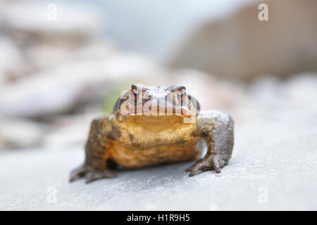 Toad pronto al salto di una roccia. Vista frontale. Posizione orizzontale Foto Stock