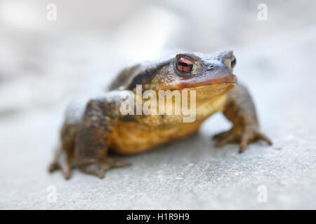 Toad pronto al salto di una roccia. Posizione orizzontale Foto Stock