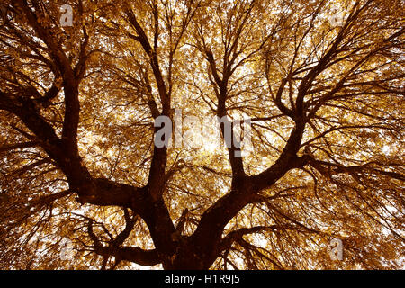 Oak holm rami e foglie in tono caldo, Spagna. Posizione orizzontale Foto Stock