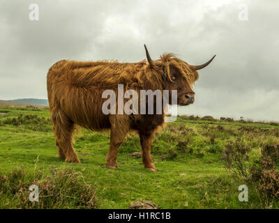 Highland bestiame al pascolo in primo piano all'interno del Parco Nazionale di Dartmoor vicino Lettaford, Devon su un tempestoso giorno d'autunno. Foto Stock