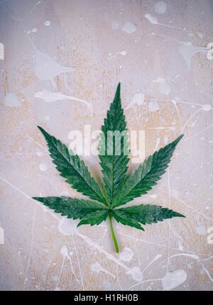 Cannabis leaf, marijuana isolato su bianco e grigio grunge Sfondo legno Foto Stock