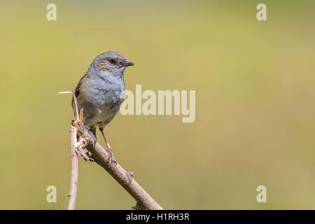 Dunnock (Prunella modularis) appollaiato su un ramo Foto Stock