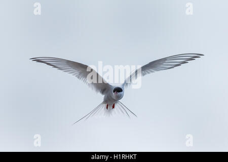 Arctic tern urlando su roccia Foto Stock