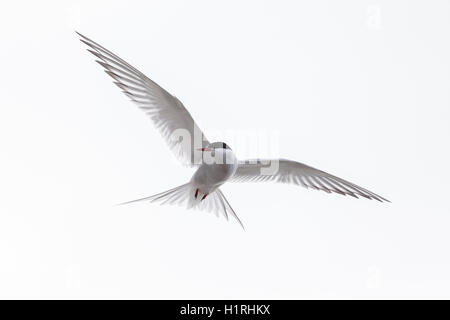 Arctic tern urlando su roccia Foto Stock