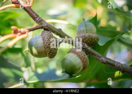 Green acorn dadi sulla quercia rami in foresta Foto Stock