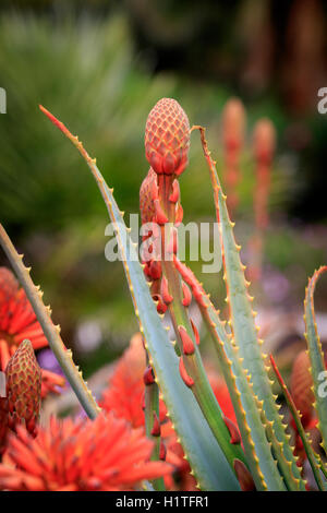 Bella rossa succulenta aloe vera fiore pianta Foto Stock