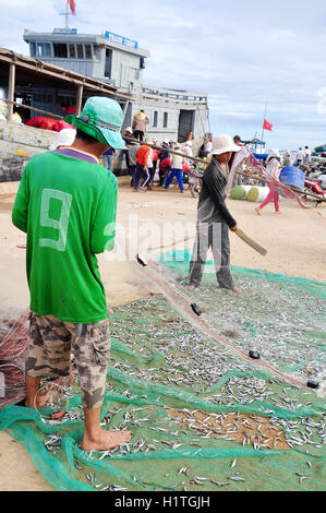 Quang Ngai, Vietnam - Luglio 31, 2012: i pescatori sono la rimozione di acciughe pesce dalle loro reti per iniziare una nuova giornata di lavoro a Ly figlio Foto Stock