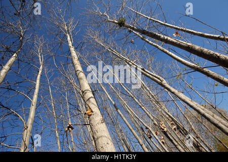 Alberi di pioppo Foto Stock