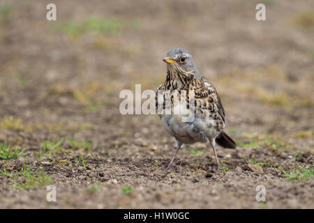 Fieldfare / Wacholderdrossel ( Turdus pilaris ) in abito da riproduzione, seduto a terra, guarda con attenzione, bei colori tenui, fauna selvatica, Europa. Foto Stock