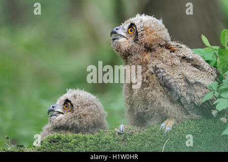 Nord del Gufo Reale / Uhus ( Bubo bubo ), carino giovani pulcini, moulting, mendicante, seduti su MOSS, basso punto di vista, funny guys. Foto Stock