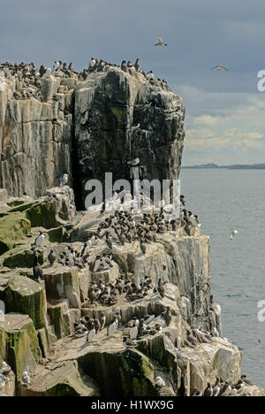 Guillemots e alcuni kittiwakes nesting in una colonia su una rupe alta sulle isole farne, Northumberland Inghilterra Foto Stock