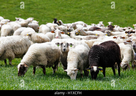 Allevamento di pecore in un prato verde. La molla di campi e prati. Foto Stock