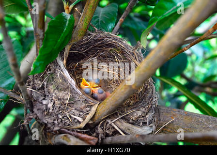 Un Nido di merli nei rami di Nespole del Giappone. Una covata in attesa di cibo. Foto Stock