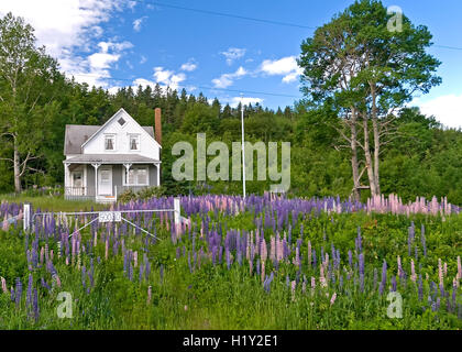 Casa Bianca nel campo dei fiori di Lupin Foto Stock