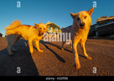 La Groenlandia cane cucciolo, Ilulissat, Greenlandt, Groenlandia Foto Stock