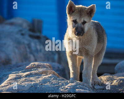 La Groenlandia cane cucciolo, Ilulissat, Greenlandt, Groenlandia Foto Stock