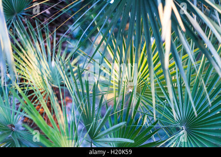 Un gruppo di foglie di palma con diverse tonalità di verde. Foto Stock
