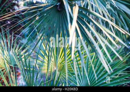 Un gruppo di foglie di palma con diverse tonalità di verde. Foto Stock