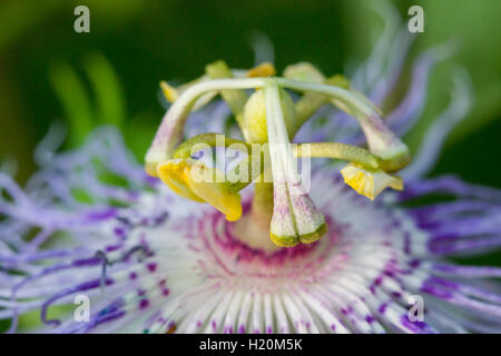 Primo piano di una di passiflora viola / viola passione vine fiore (Passiflora incarnata), Indiana, Stati Uniti Foto Stock