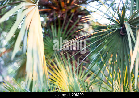 Un gruppo di foglie di palma con diverse tonalità di verde. Foto Stock