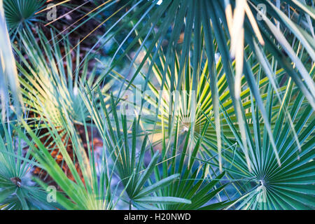Un gruppo di foglie di palma con diverse tonalità di verde. Foto Stock