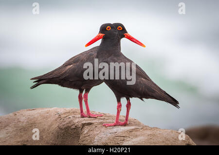 Una coppia di neri africani stand oystercatchers sulla sommità di una roccia a Glen Garriff beach, East London, Sud Africa. Foto Stock