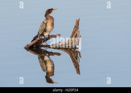 Un reed cormorano (Phalacrocorax africanus) appollaiato su un registro rustico getta un perfetto riflesso in un tranquillo lago. Foto Stock