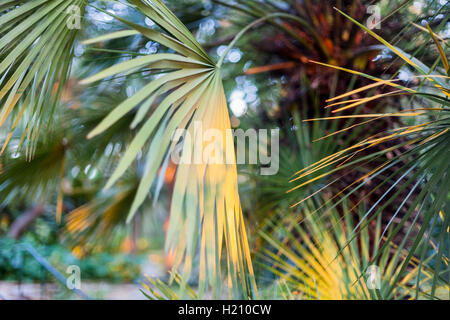 Un gruppo di foglie di palma con diverse tonalità di verde. Foto Stock