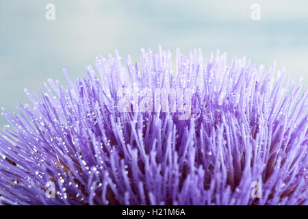 Fiore di carciofo, petali e gocce d'acqua, close-up Foto Stock