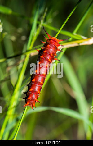 A coda di rondine pipevine battus philenor Tucson, Arizona, Stati Uniti 13 settembre 2016 ultima caterpillar instar, rosso forma Foto Stock