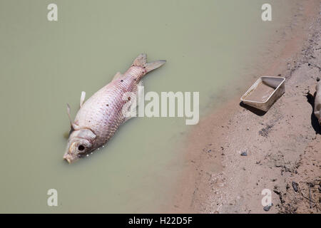 La carpa europea arenati su stramazzo a Menindee laghi Nuovo Galles del Sud Australia Foto Stock