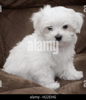 Molto carino il maltese cucciolo di dieci settimane vecchio, dal campione i genitori Foto Stock