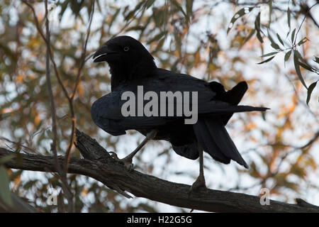 Australian Raven in appoggio in una struttura ad albero Mungo Parco Nazionale del Nuovo Galles del Sud Australia Foto Stock