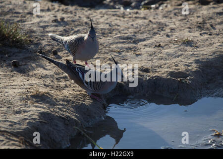 Una coppia di crested piccioni acqua potabile a Mungo Parco Nazionale del Nuovo Galles del Sud Australia Foto Stock