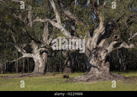 Antico Fiume Red Gums a Barmah National Park Victoria Australia Foto Stock