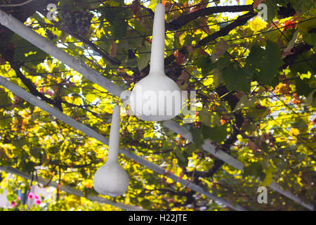 Gourd bianco appeso nella tettoia della vite Foto Stock