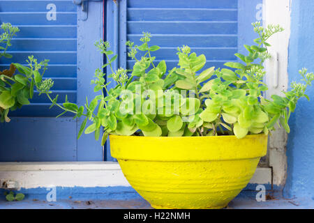Piante in vaso giallo contro la finestra blu Foto Stock