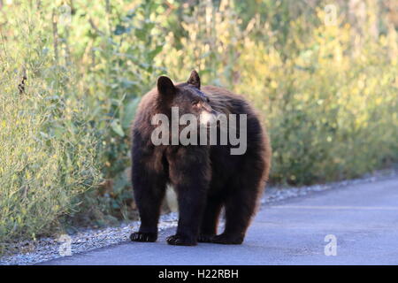 Black Bear Glacier National Park Montana USA Foto Stock