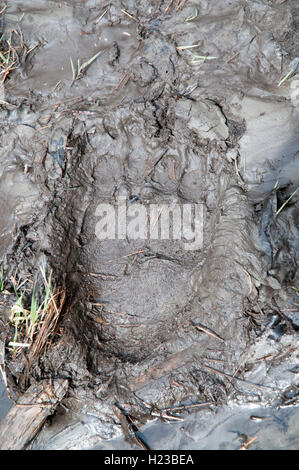 Un fresco orso grizzly via nel fango lungo una valle fluviale in Sant'Elia montagne, Parco Nazionale Kluane, Yukon, Canada. Foto Stock